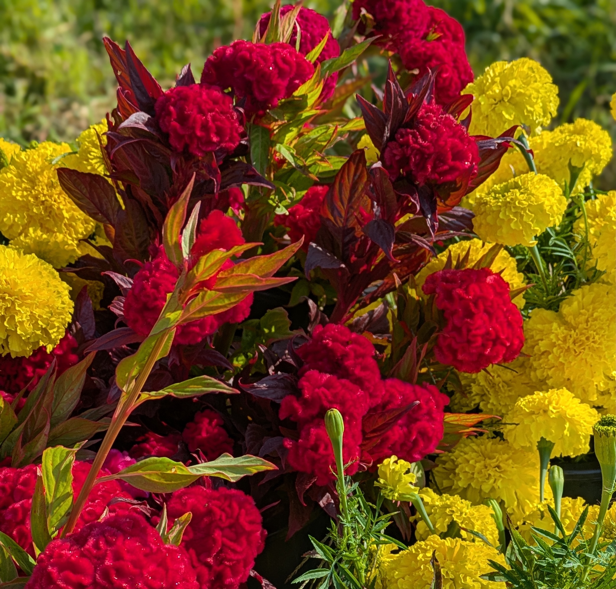 Photo of celosia and marigolds