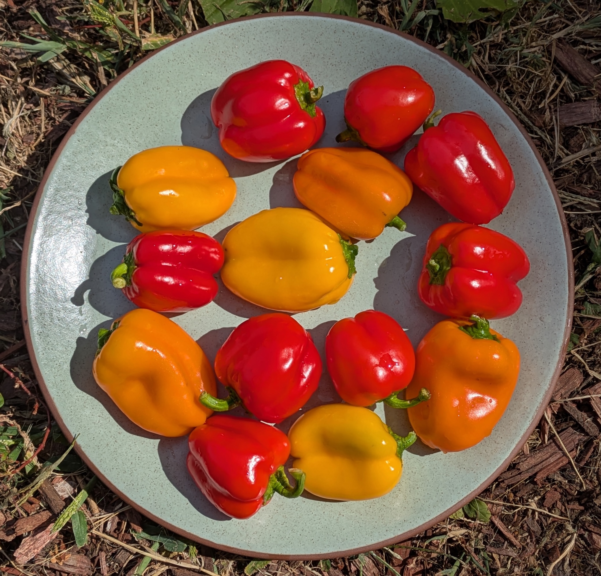 Photo of our mini bell peppers