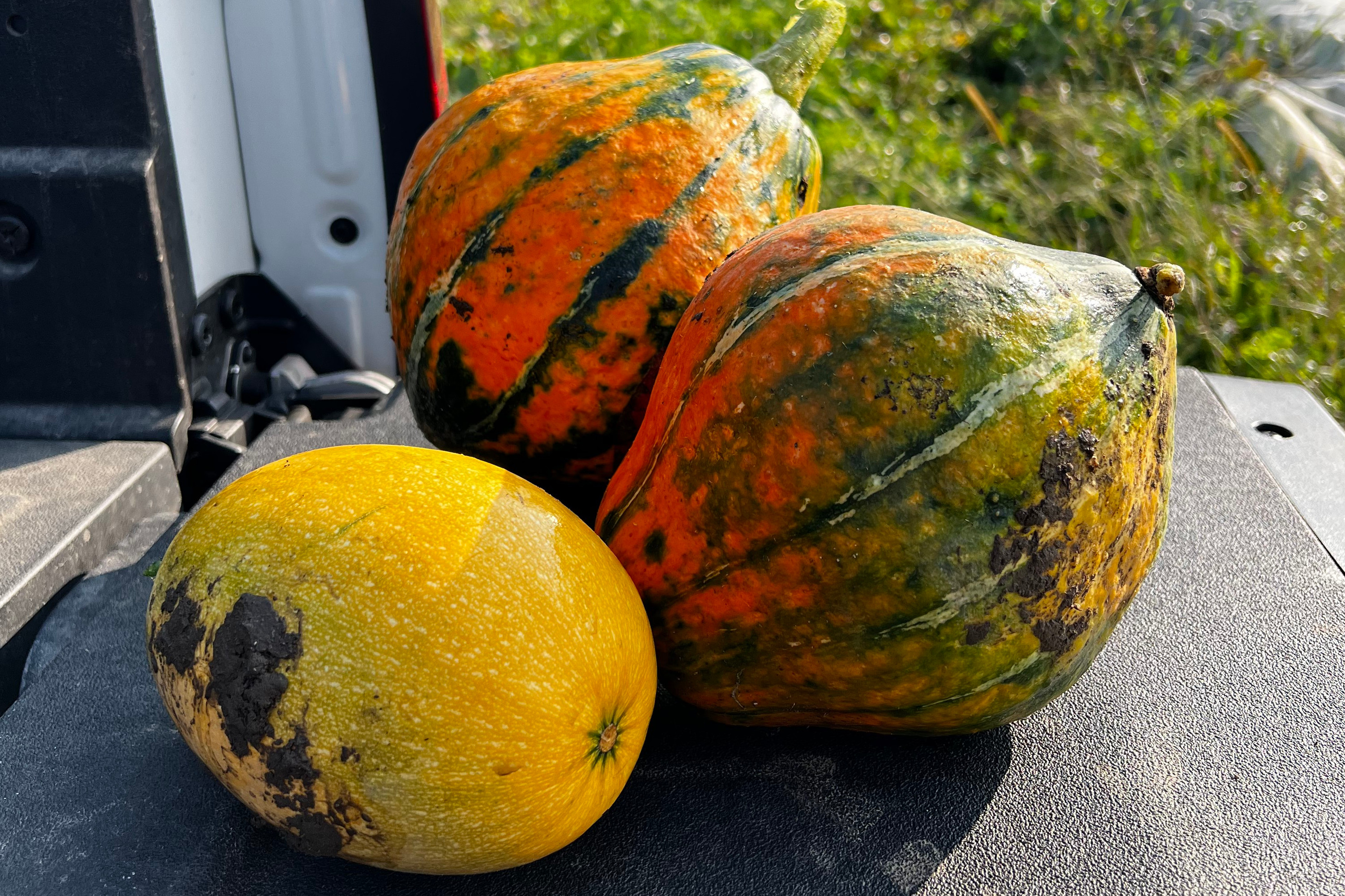 Photo of three squashes on a truck bed